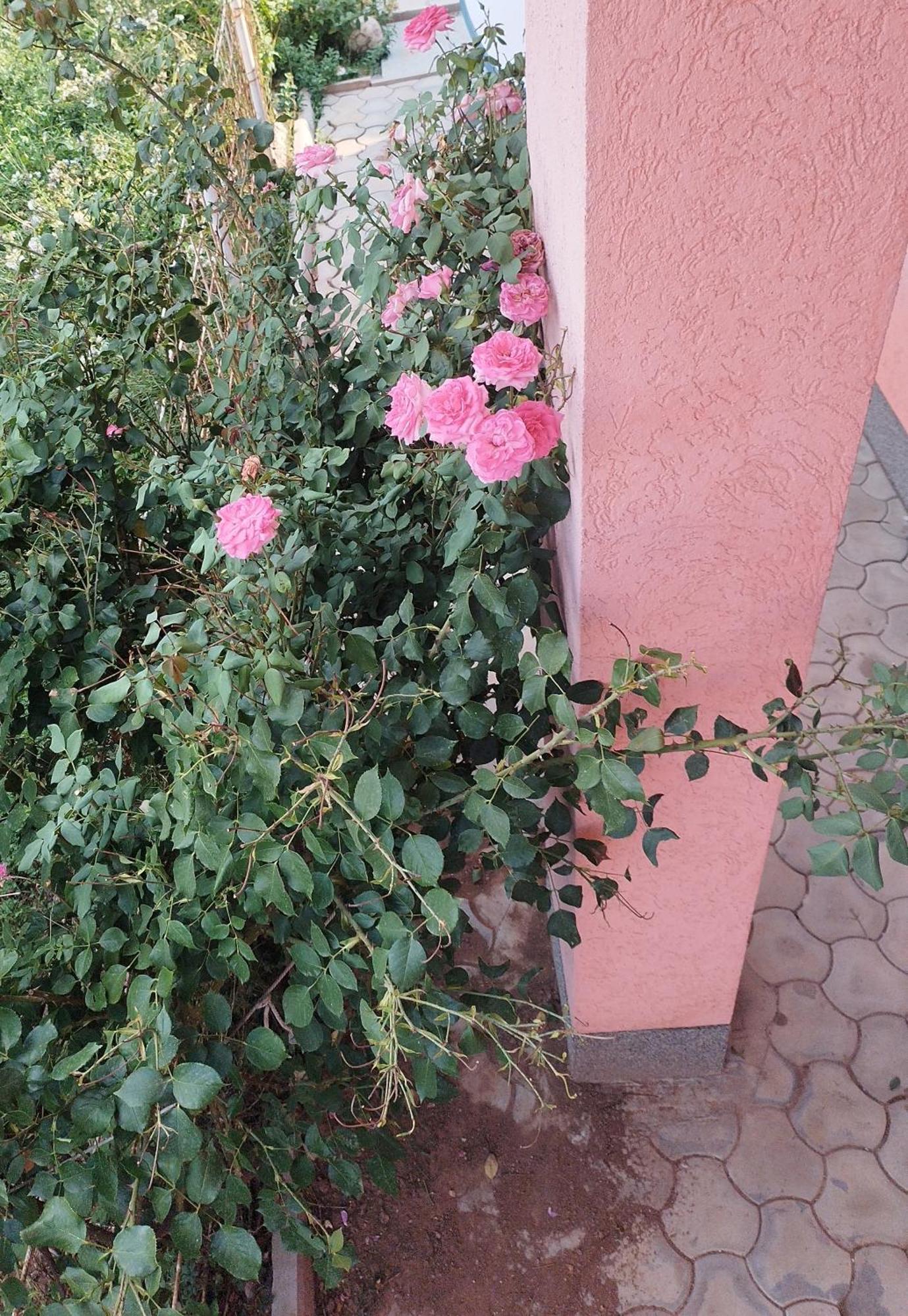 Apartman Leki SJJ Buitenkant foto